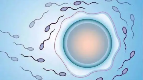 安徽私人供卵多少钱一次,供卵安徽医科大学第一附院（安徽医科大学第五附属