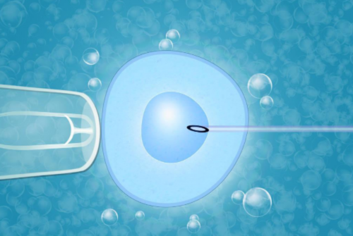 培养了5天的4bb囊胚相当于几级胚胎？