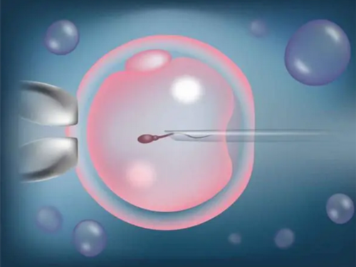 卵子质量差导致不孕不育，怎么调理？,代怀男孩