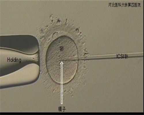 安徽做试管生了龙凤胎的医院,安徽土元卵块供应