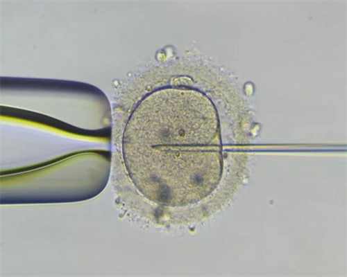 安徽供卵试管多少费用一次,安徽哪里有可以供卵试管的医院？2026
安徽供卵试管