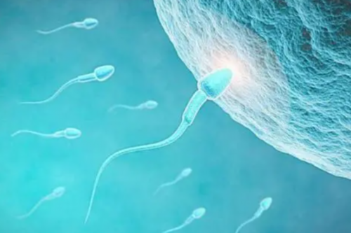 助孕机构电话,做试管只有两颗卵泡怎么办-试管婴儿只有两个卵泡